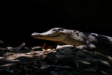 close up picture of crocodile with black background
