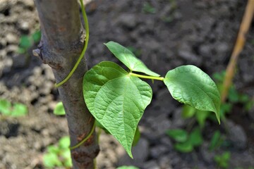Green ivy wrapped around the branch. Green bean sapling wrapped around a wooden tree branch. Close up photo.