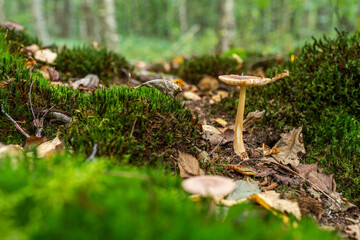 Beautiful green forest glade covered with moss with mushroom and yellow leaves. Space for message.