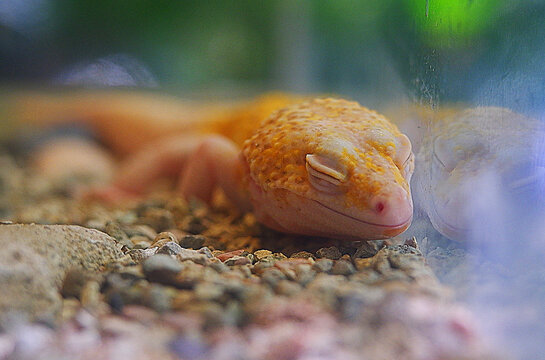 close up image of gekko