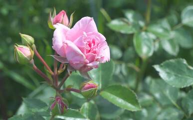 Obraz premium Rosebuds garden pink on a background of dark green foliage. Delicate flower of a budding rose. High quality photo