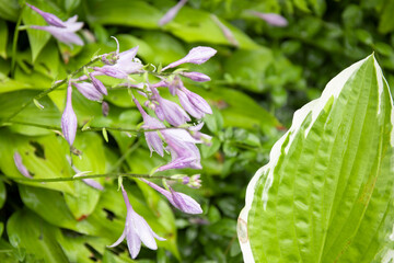 Perennial hosta flower with decorative bicolor leaves and purple flowers