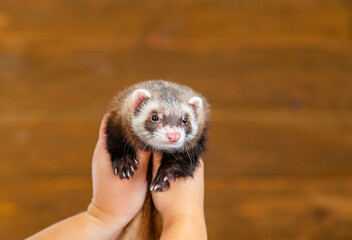 Little fluffy ferret in the arms of the hostess on the background of a wooden wall
