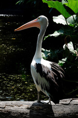 The great white pelican (Pelecanus onocrotalus) aka the eastern white pelican, rosy pelican or white pelican