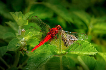 Insects, fly, wildlife, macro