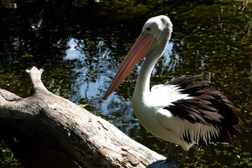 The great white pelican (Pelecanus onocrotalus) aka the eastern white pelican, rosy pelican or white pelican