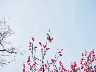 ボタン桜と蜜を吸うメジロ