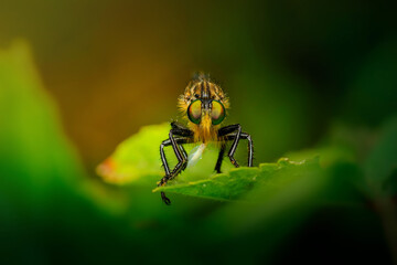 Robber fly closeup, compound eyes,   