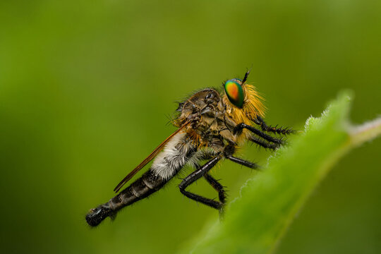 Robber fly closeup, compound eyes,   