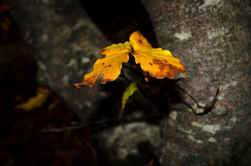 Autumn leaves on a tree and dark background