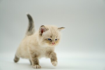 Kitten on a white background