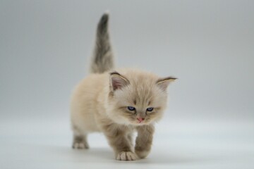Kitten on a white background