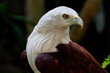 close up picture of Bondol eagle or Elang Bondol in Indonesia