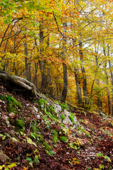 Autumn in the woods with sun rays