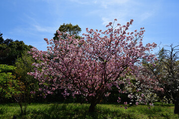 Fototapeta premium 桜