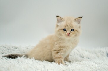 Kitten on a white background