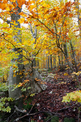 Autumn foliage in the woods