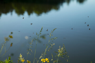Wild grass on the lake. Evening. Mosquitos fly over the grass. Blurred background.