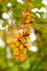 Herbstmotiv: Gelbe Blätter und rote Beeren an einem Zweig (Hochformat)