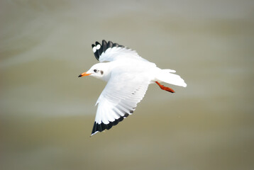 Seagulls fly in the sky over the sea