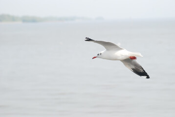 Seagulls fly in the sky over the sea