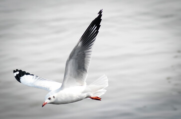 Seagulls fly in the sky over the sea