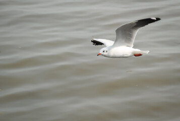 Seagulls fly in the sky over the sea