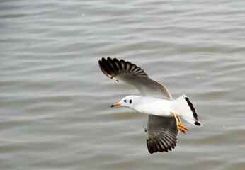Seagulls fly in the sky over the sea