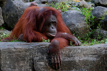 close up picture of female orangutan © Mezario