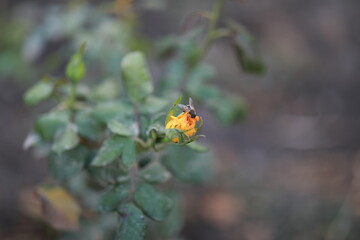 ladybird on a leaf