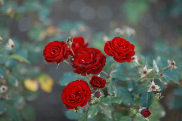 red roses in garden
