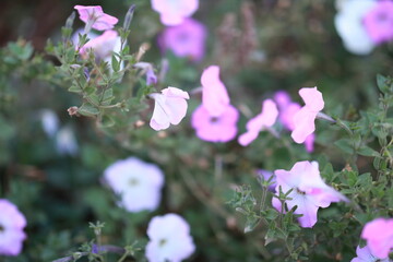 flowers in the forest