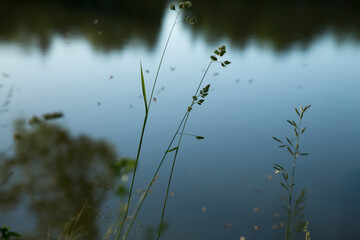 Wild grass on the lake. Evening. Mosquitos fly over the grass. Blurred background.
