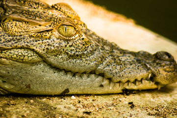crocodile eye