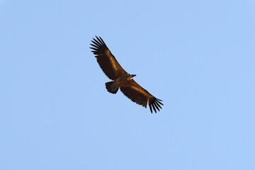 Fototapeta na wymiar Griffon Vulture in flight.