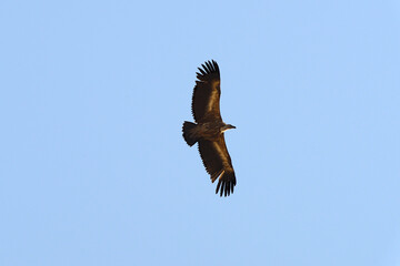Griffon Vulture in flight.