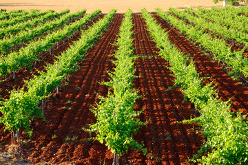 Field and land with grape vines.