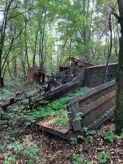 Chernobyl forest
