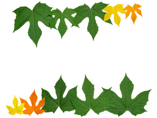 isolated of colorful leaves frame background with clipping path the closeup detail of five pointed shape leaf green orange and yellow color