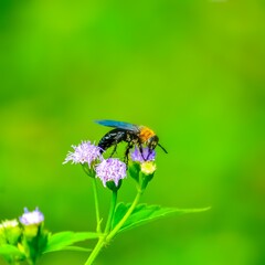 insect, Bee, Wasp On Flower Close-up Macro Wasp Pollination