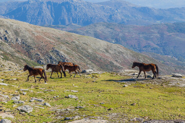 Fototapeta na wymiar Horses at the mountains