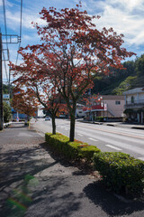 a road in the town and roadside trees in autumn