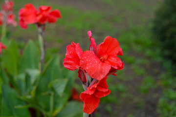 Obraz premium red poppy in the garden