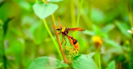 insect, Bee, Wasp On Flower Close-up Macro Wasp Pollination
