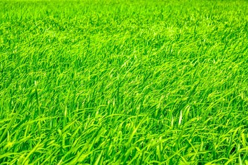 green grass background