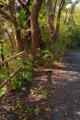 a paved street surrounded by nature