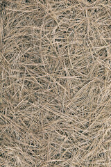 Pine needle straw background. Fall pattern. Autumn texture. 
