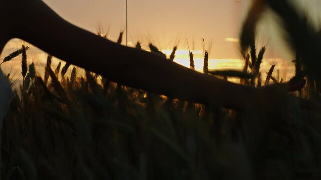boy's hand on a wheat field at sunset sliding on ears