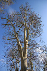 Tree 01