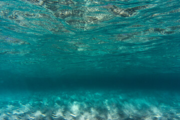 Fototapeta na wymiar underwater ohotography